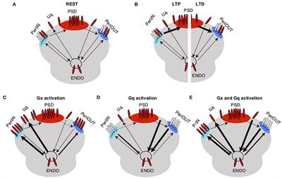 A Multisubcellular Compartment Model of AMPA Receptor Trafficking for Neuromodulation of Hebbian Synaptic Plasticity